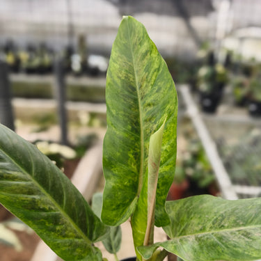Philodendron Subhastatum Variegated