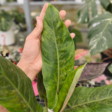 Philodendron Subhastatum Variegated