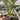 Philodendron Subhastatum Variegated