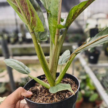 Philodendron Subhastatum Variegated