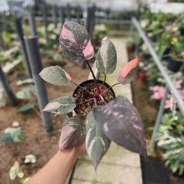 Philodendron Pink Princess Marble