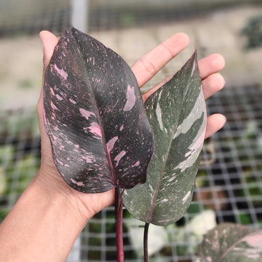 Philodendron Pink Princess Marble