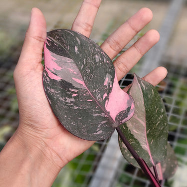 Philodendron Pink Princess Marble