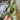 Philodendron Jose Buono