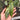 Philodendron Jose Buono