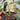 Philodendron Jose Buono