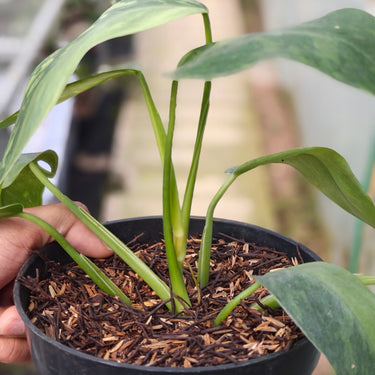Philodendron Jose Buono