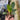 Philodendron Green congo marble variegated
