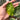 Philodendron Green congo marble variegated