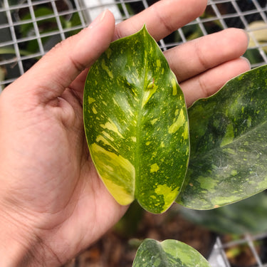 Philodendron Green congo marble variegated