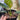 Philodendron Green congo marble variegated