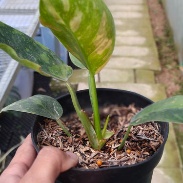 Philodendron Green congo marble variegated