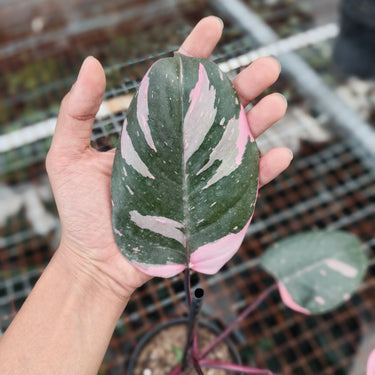 Philodendron pink princess black cherry