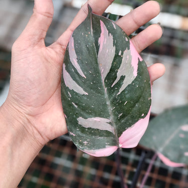 Philodendron pink princess black cherry