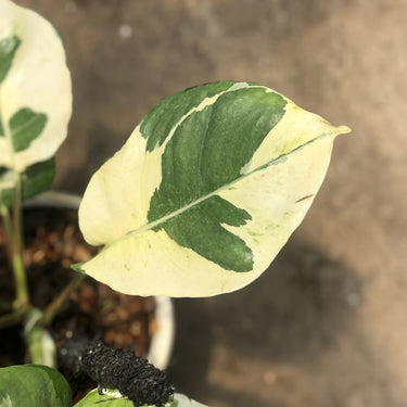 Epipremnum aureum 'Njoy Pothos' - Mature size
