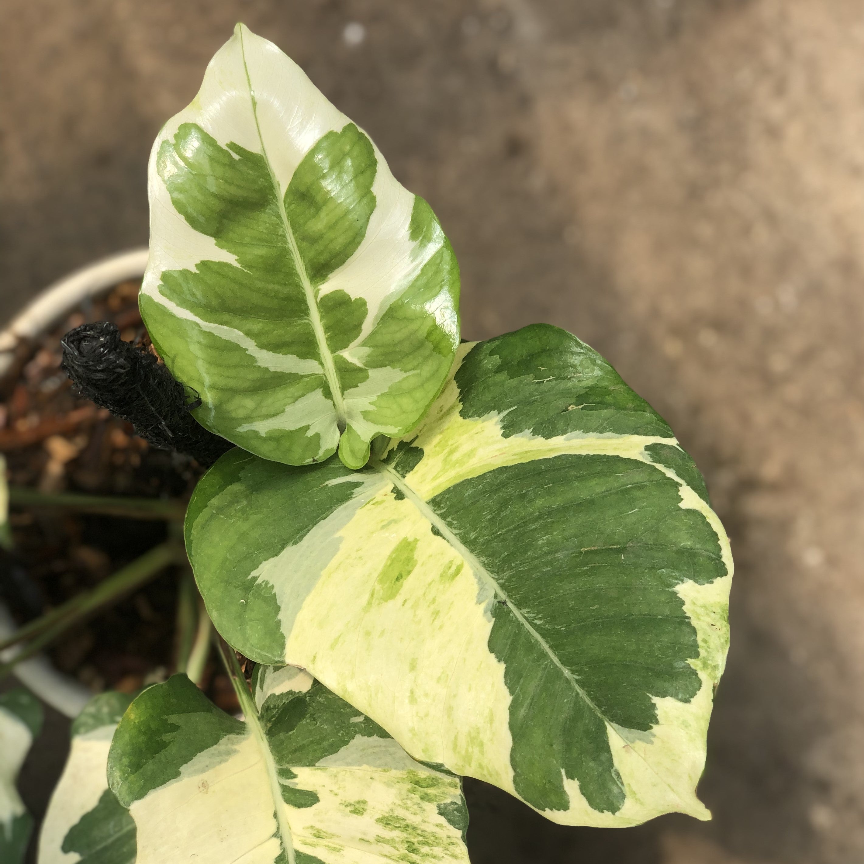 mature pothos Epipremnum aureum 'Njoy Pothos'