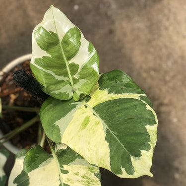 Epipremnum aureum 'Njoy Pothos' - Mature size