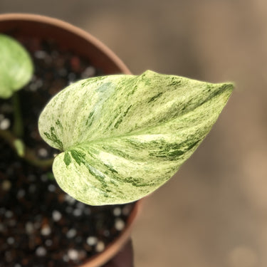 Homalomena pendula variegated