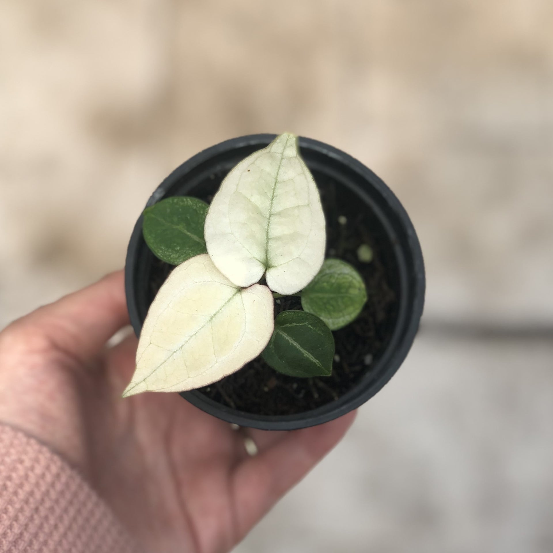 anthurium silver blush mint Anthurium silver blush white mint