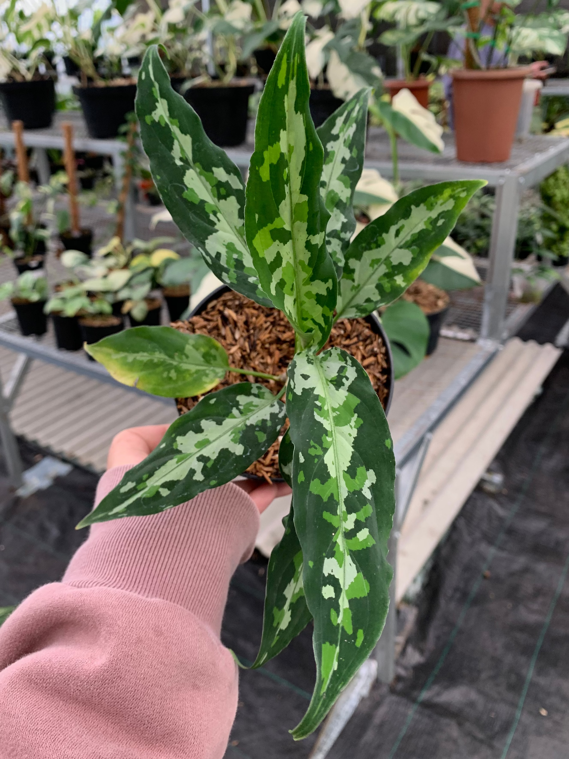 Aglaonema Pictum Narrow – Plantstop.us