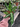 Aglaonema Pictum Narrow