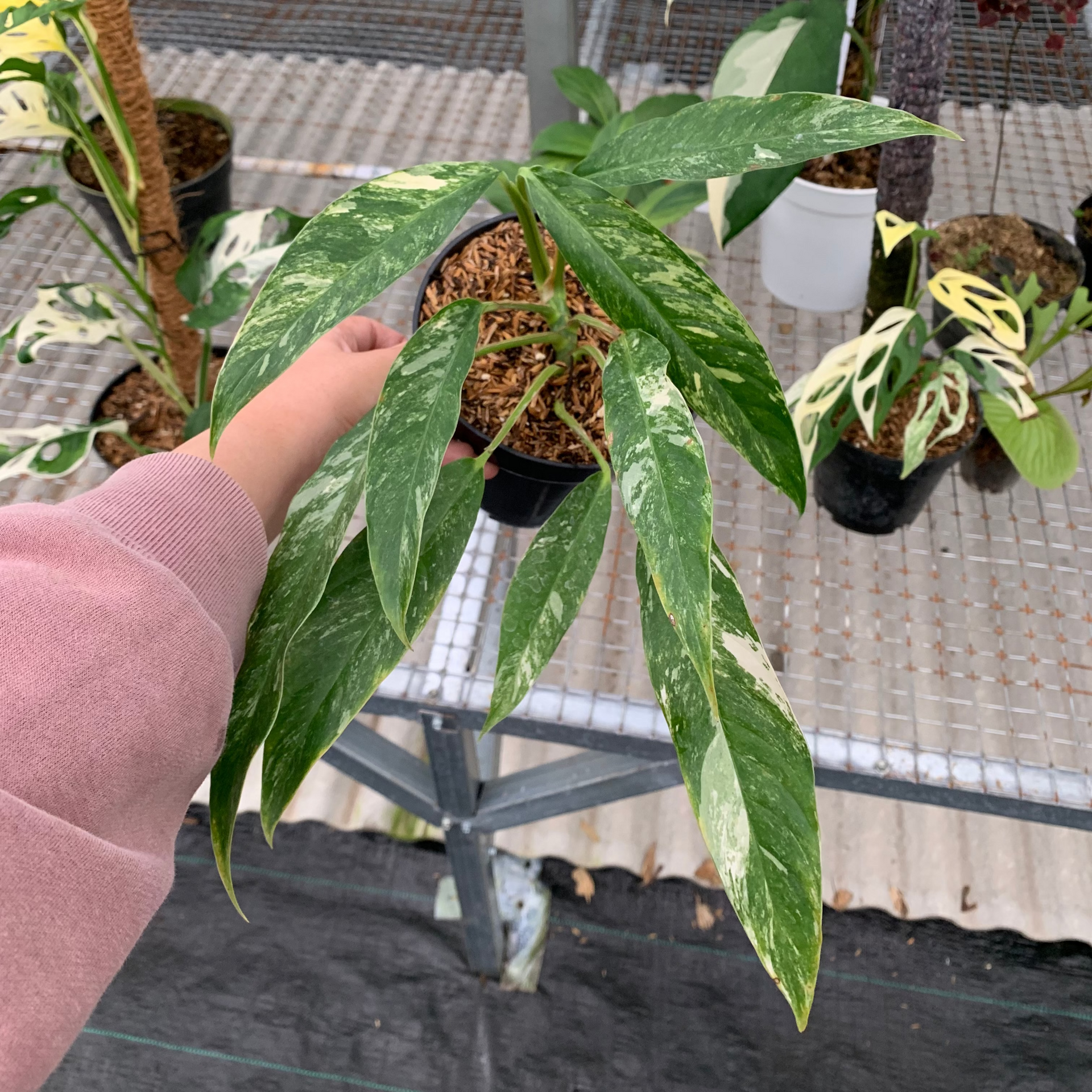 Rhaphidophora megasperma variegated (wk6-A)
