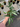 Syngonium Angustatum