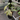 Philodendron Hastatum Silver Sword Var