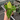 Anthurium Silver Blush Full Mint Var