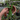 Anthurium Warocqueanum