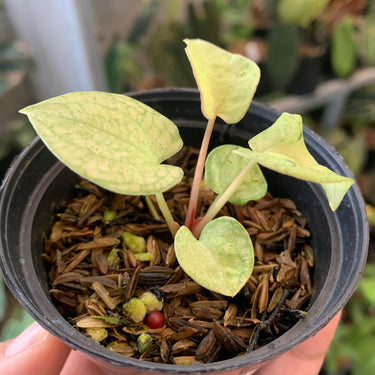 Anthurium (Dark & Handsome X Red Velvet Cake) X RVDP