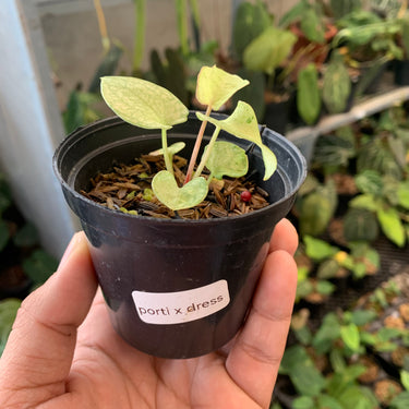 Anthurium (Dark & Handsome X Red Velvet Cake) X RVDP