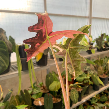 Alocasia Nobilis Variegated