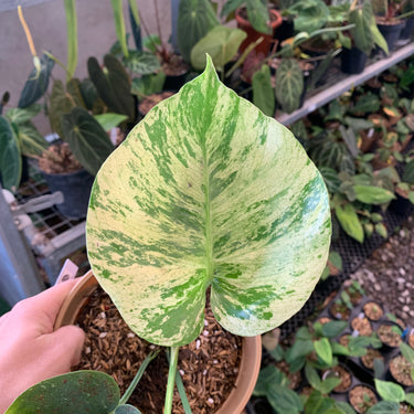Monstera Mint Siam