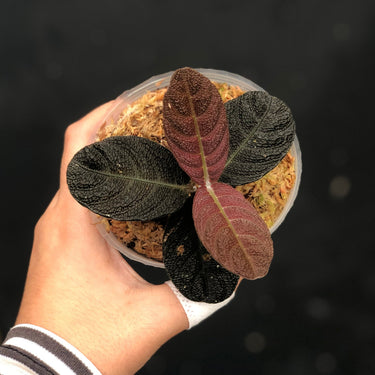 Cosmianthemum black Sp West Borneo