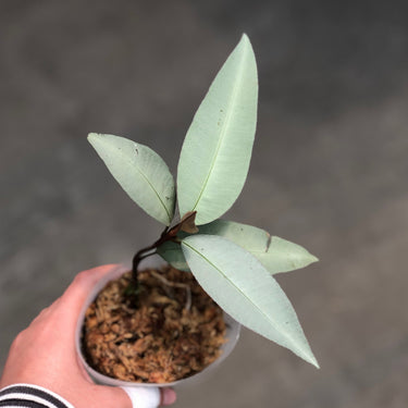 Labisia pumila silver narrow