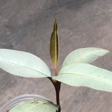 Labisia pumila silver narrow