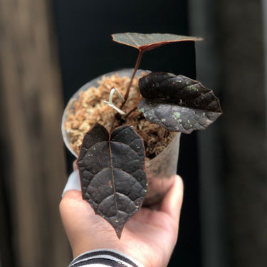 Pterisanthes Sp West Borneo (Piper batman)