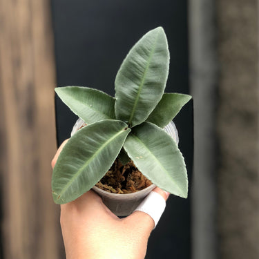 Labisia pumila silver chrome