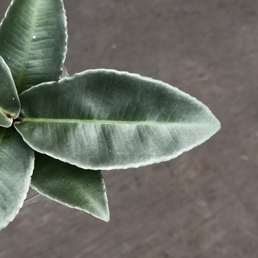 Labisia pumila silver chrome