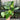 PS39 Philodendron Burle Marx Variegated