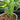 PS39 Philodendron Burle Marx Variegated