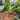 PS40 Philodendron Burle Marx Variegated