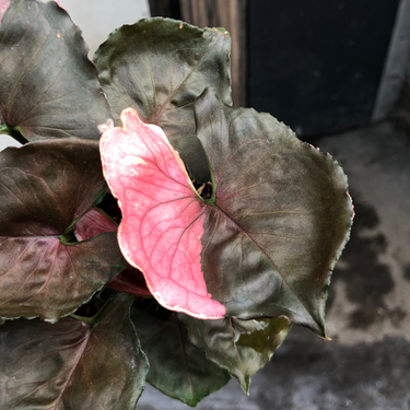 Syngonium strawberry ice