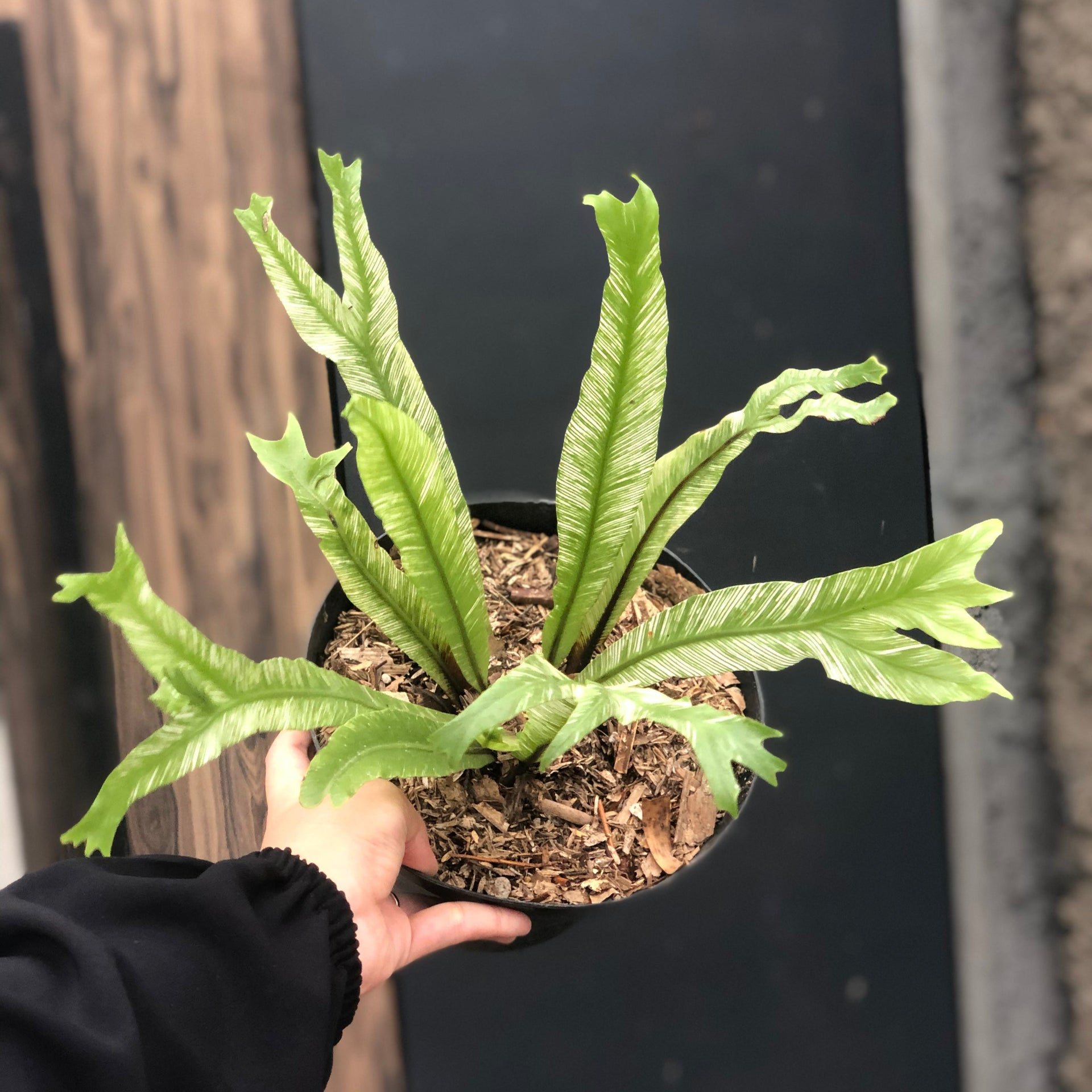 bird's nest fern variegated Asplenium nidus 'Bird's-nest Fern Variegated' – Plantstop.us
