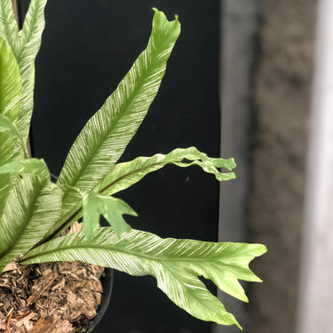 Asplenium nidus 'Bird's-nest Fern Variegated'