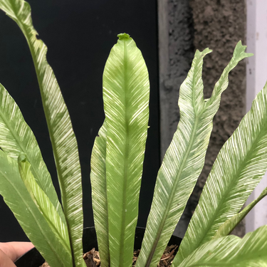 Asplenium nidus 'Bird's-nest Fern Variegated'