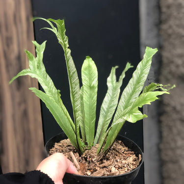 Asplenium nidus 'Bird's-nest Fern Variegated'