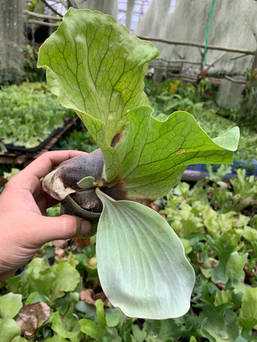 Platycerium Elephantotis