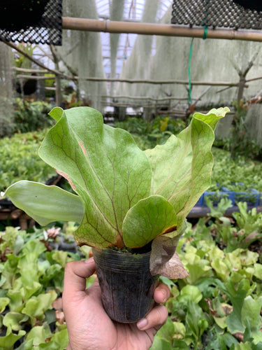 Platycerium Elephantotis